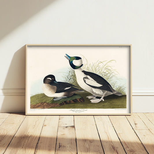 Bufflehead Duck Art Print - John James Audubon Poster - Birds of America Vintage Illustration