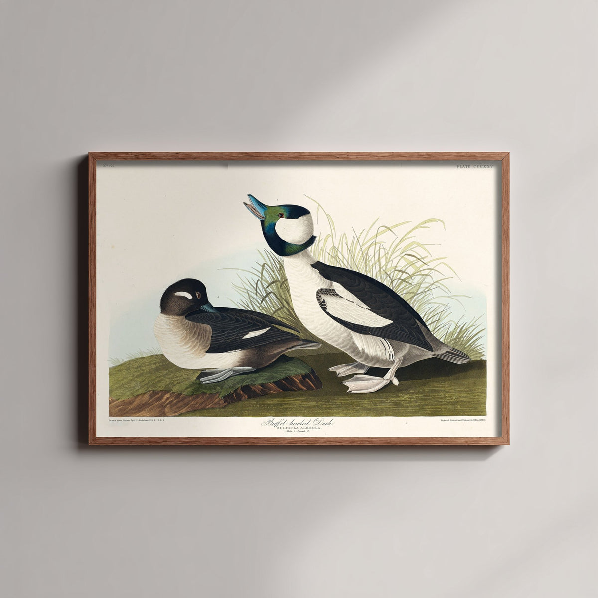Bufflehead Duck Art Print - John James Audubon Poster - Birds of America Vintage Illustration