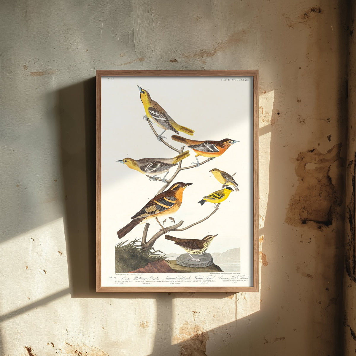 Bullock's Oriole Art Print - John James Audubon Poster - Birds of America Vintage Illustration