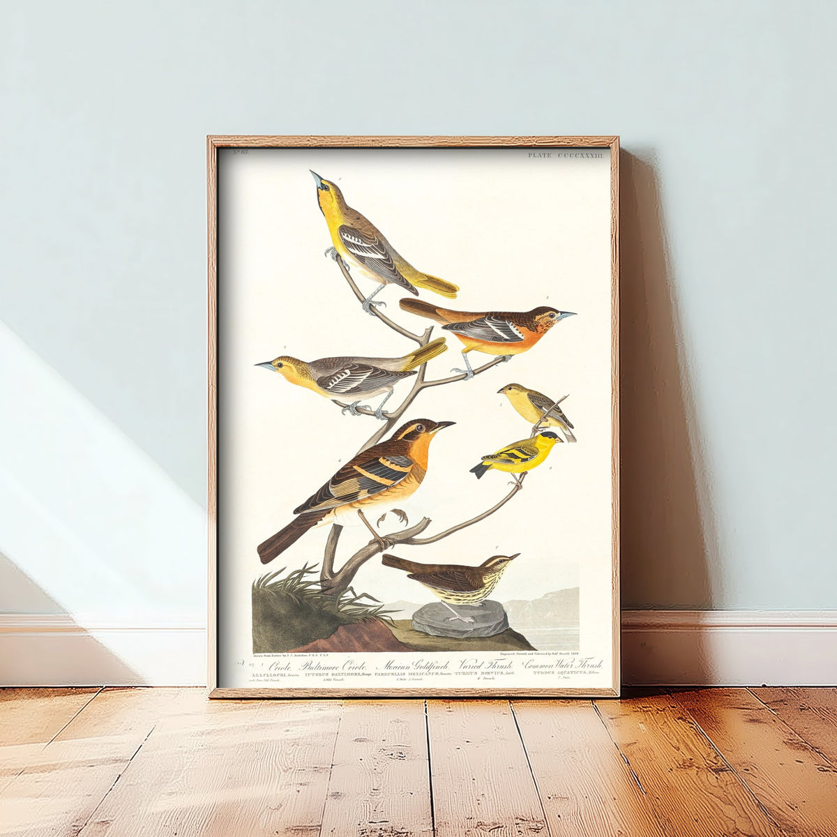 Bullock's Oriole Art Print - John James Audubon Poster - Birds of America Vintage Illustration