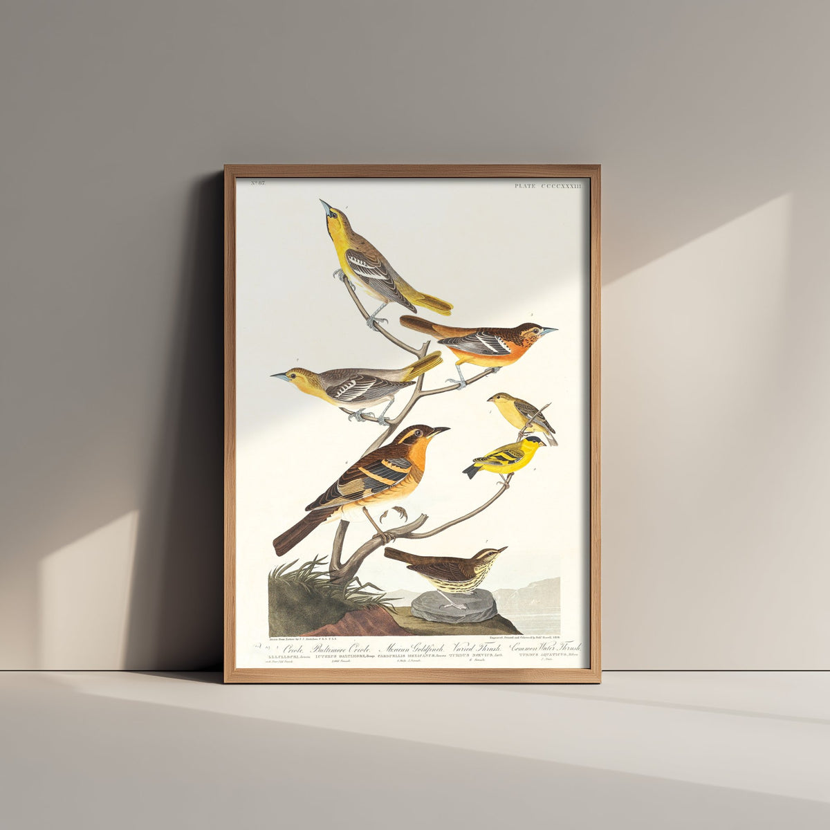 Bullock's Oriole Art Print - John James Audubon Poster - Birds of America Vintage Illustration