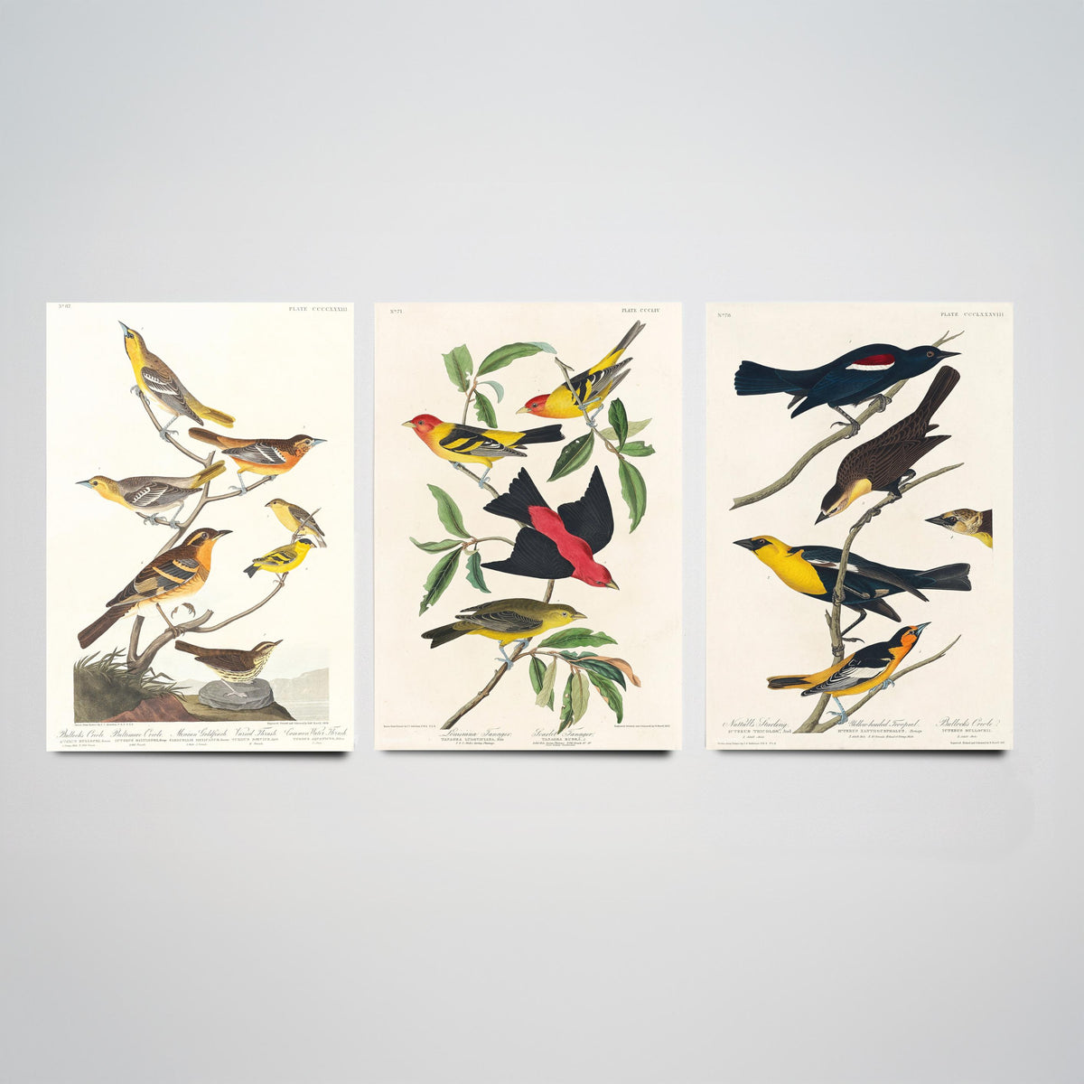 Set of Three Audubon Bird Prints - Bullock's Oriole Louisiana Tanager and Yellow-headed Troopial - 3 Bird Paintings Poster Wall Art