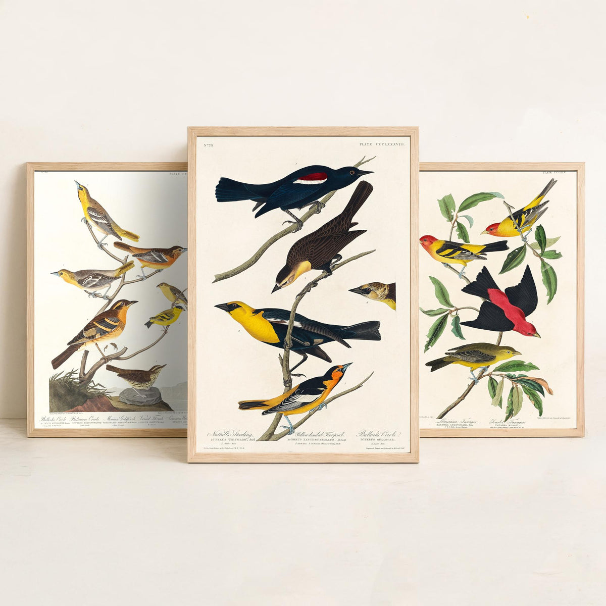 Set of Three Audubon Bird Prints - Bullock's Oriole Louisiana Tanager and Yellow-headed Troopial - 3 Bird Paintings Poster Wall Art