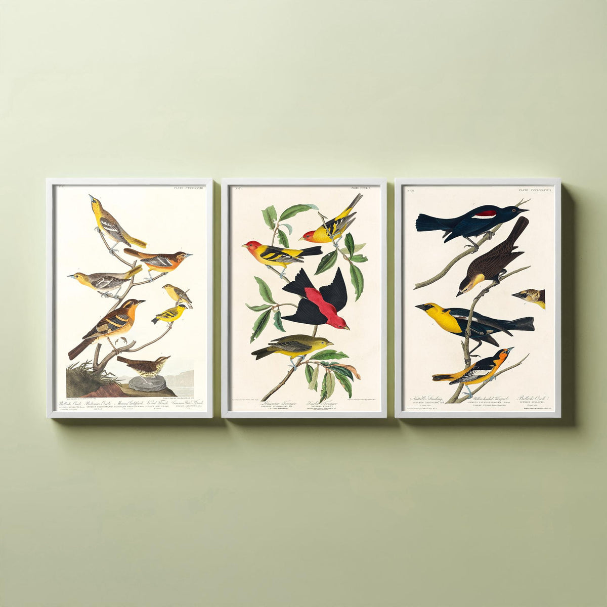 Set of Three Audubon Bird Prints - Bullock's Oriole Louisiana Tanager and Yellow-headed Troopial - 3 Bird Paintings Poster Wall Art