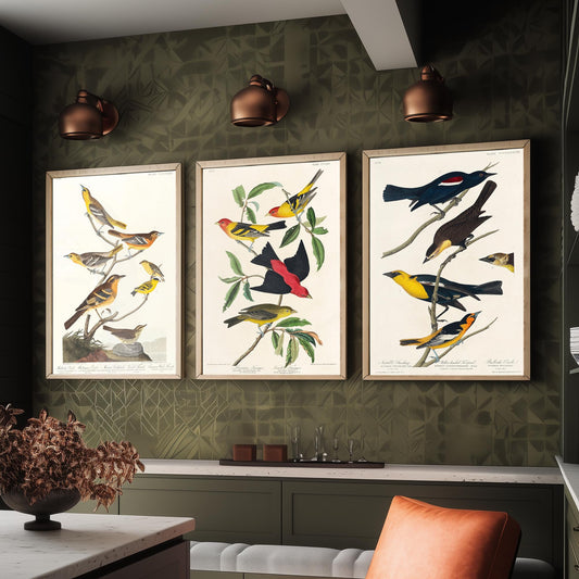 Set of Three Audubon Bird Prints - Bullock's Oriole Louisiana Tanager and Yellow-headed Troopial - 3 Bird Paintings Poster Wall Art
