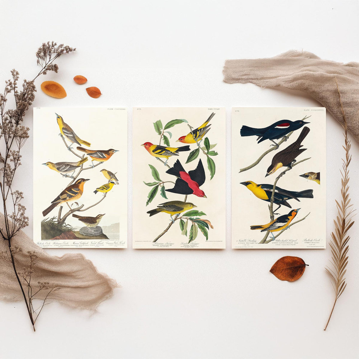 Set of Three Audubon Bird Prints - Bullock's Oriole Louisiana Tanager and Yellow-headed Troopial - 3 Bird Paintings Poster Wall Art