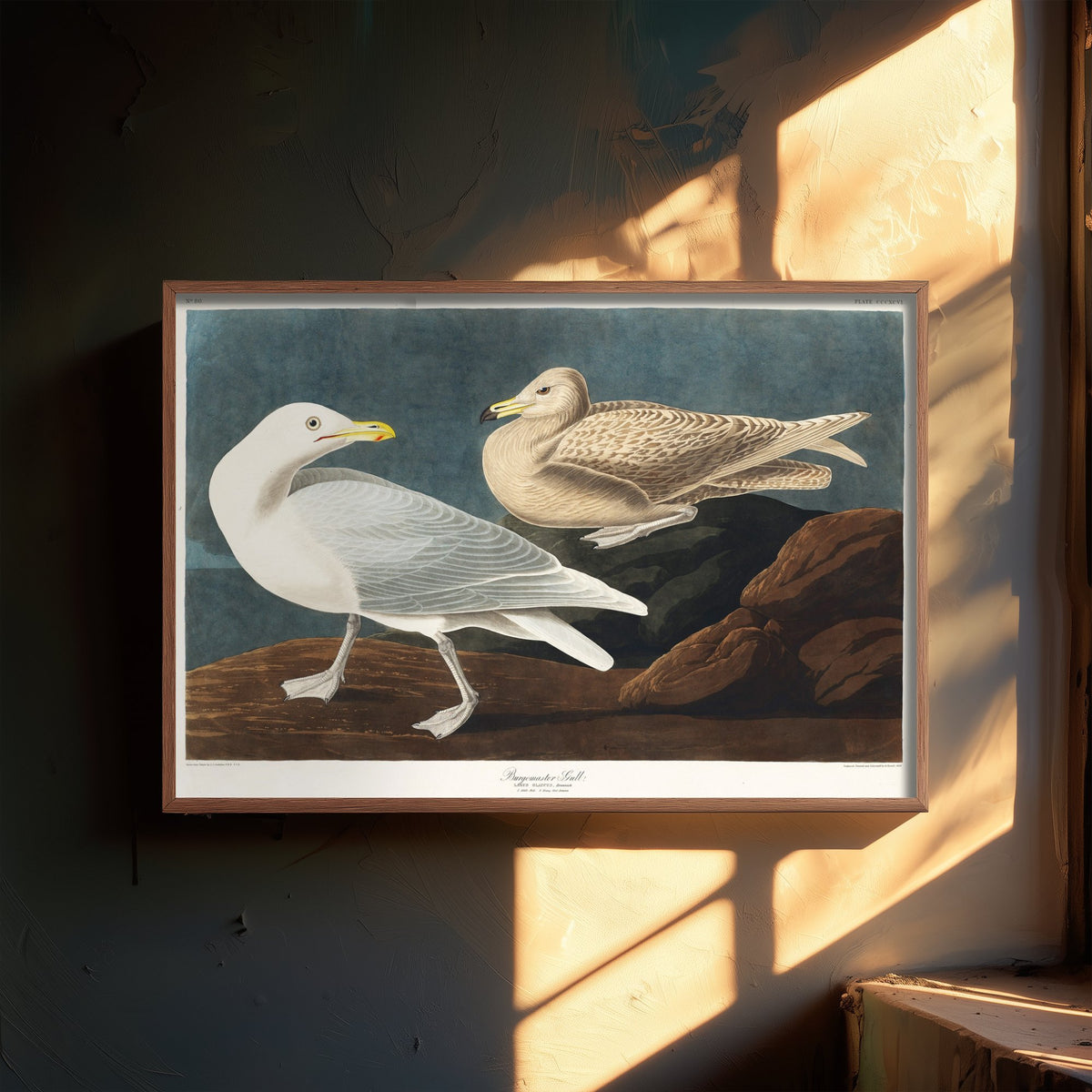 Glaucous Gull Art Print - John James Audubon Poster - Birds of America Vintage Illustration