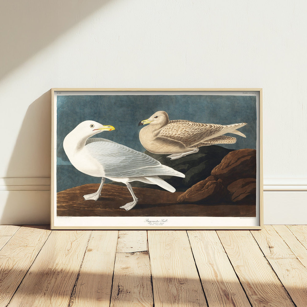 Glaucous Gull Art Print - John James Audubon Poster - Birds of America Vintage Illustration
