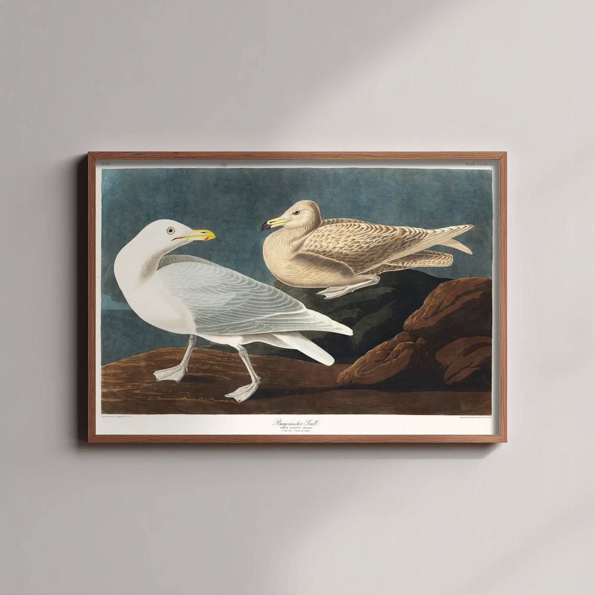 Glaucous Gull Art Print - John James Audubon Poster - Birds of America Vintage Illustration