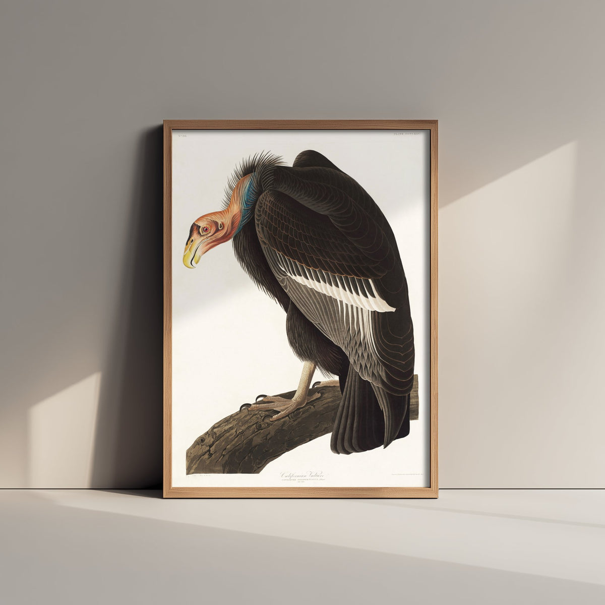 California Condor Art Print - John James Audubon Poster - Birds of America Vintage Illustration