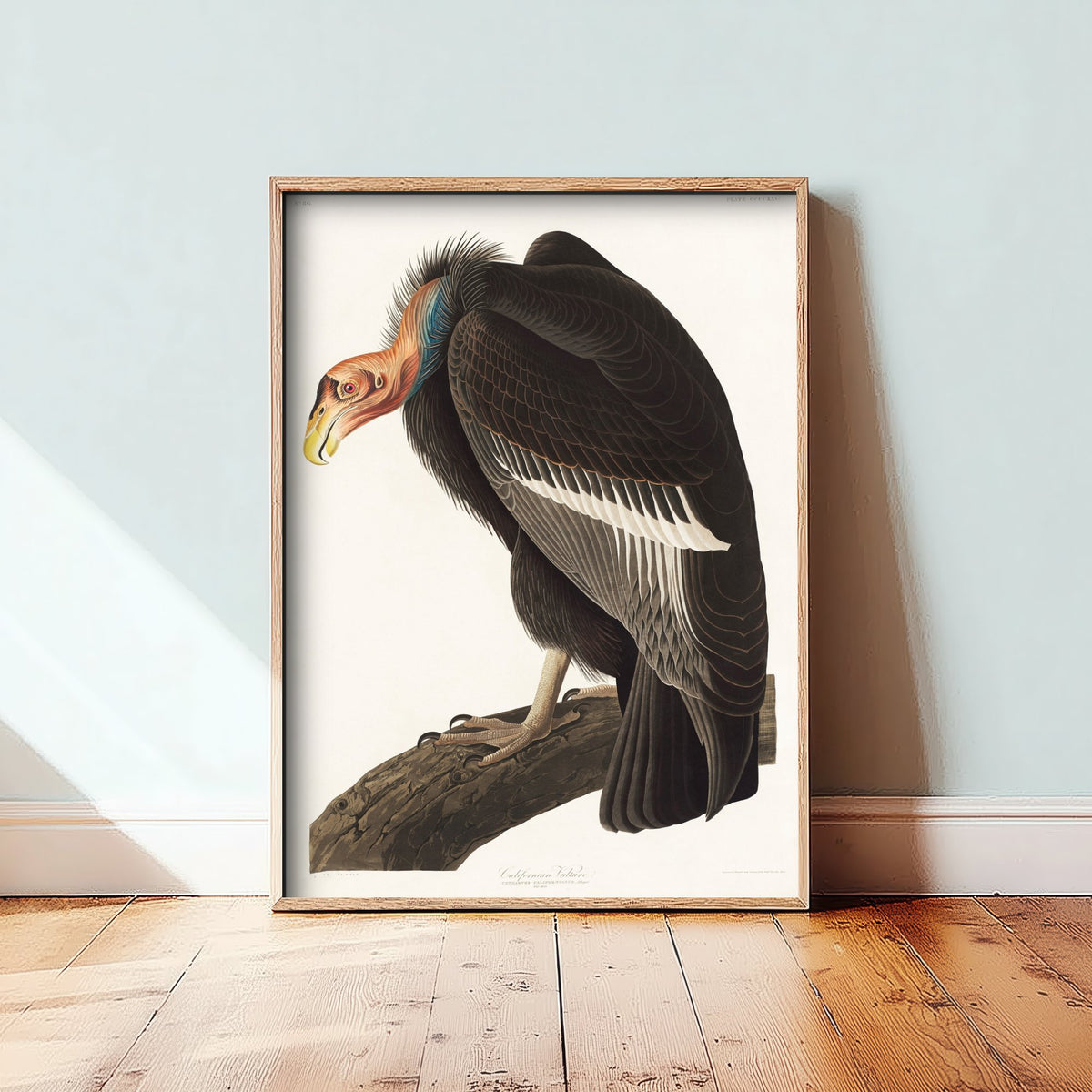 California Condor Art Print - John James Audubon Poster - Birds of America Vintage Illustration