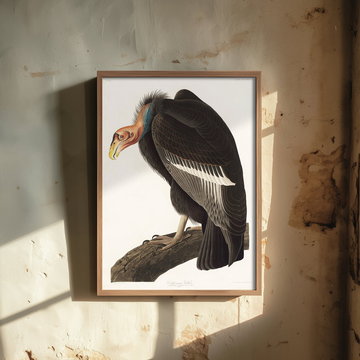 California Condor Art Print - John James Audubon Poster - Birds of America Vintage Illustration