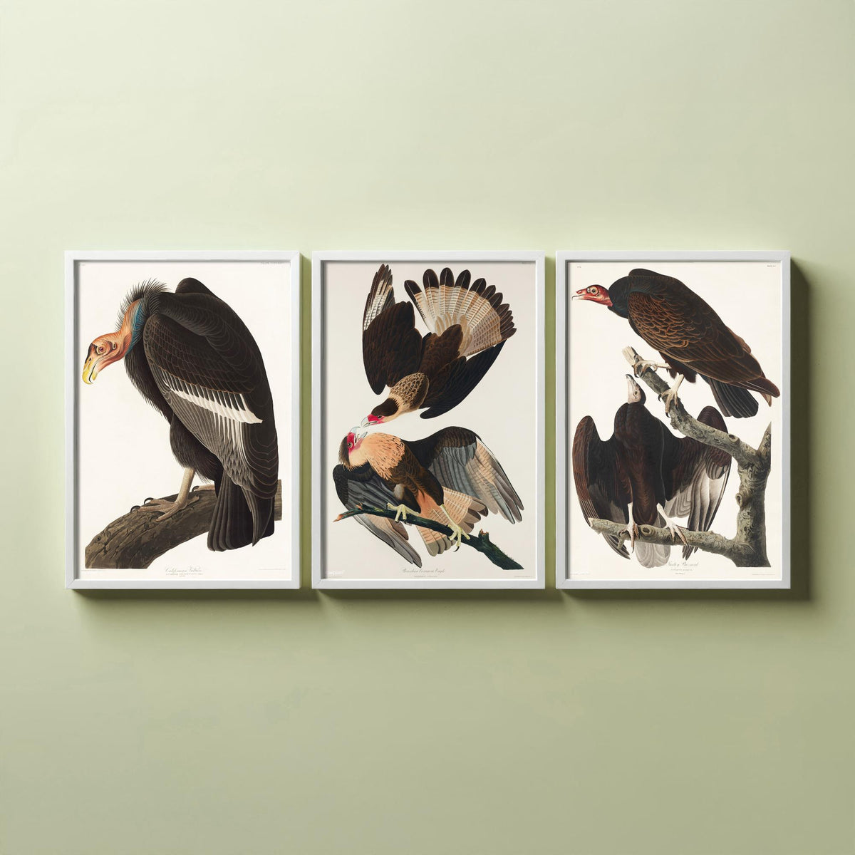 Set of Three John James Audubon Prints - California Vulture Caracara and Turkey Buzzard - 3 Bird Paintings Poster Wall Art