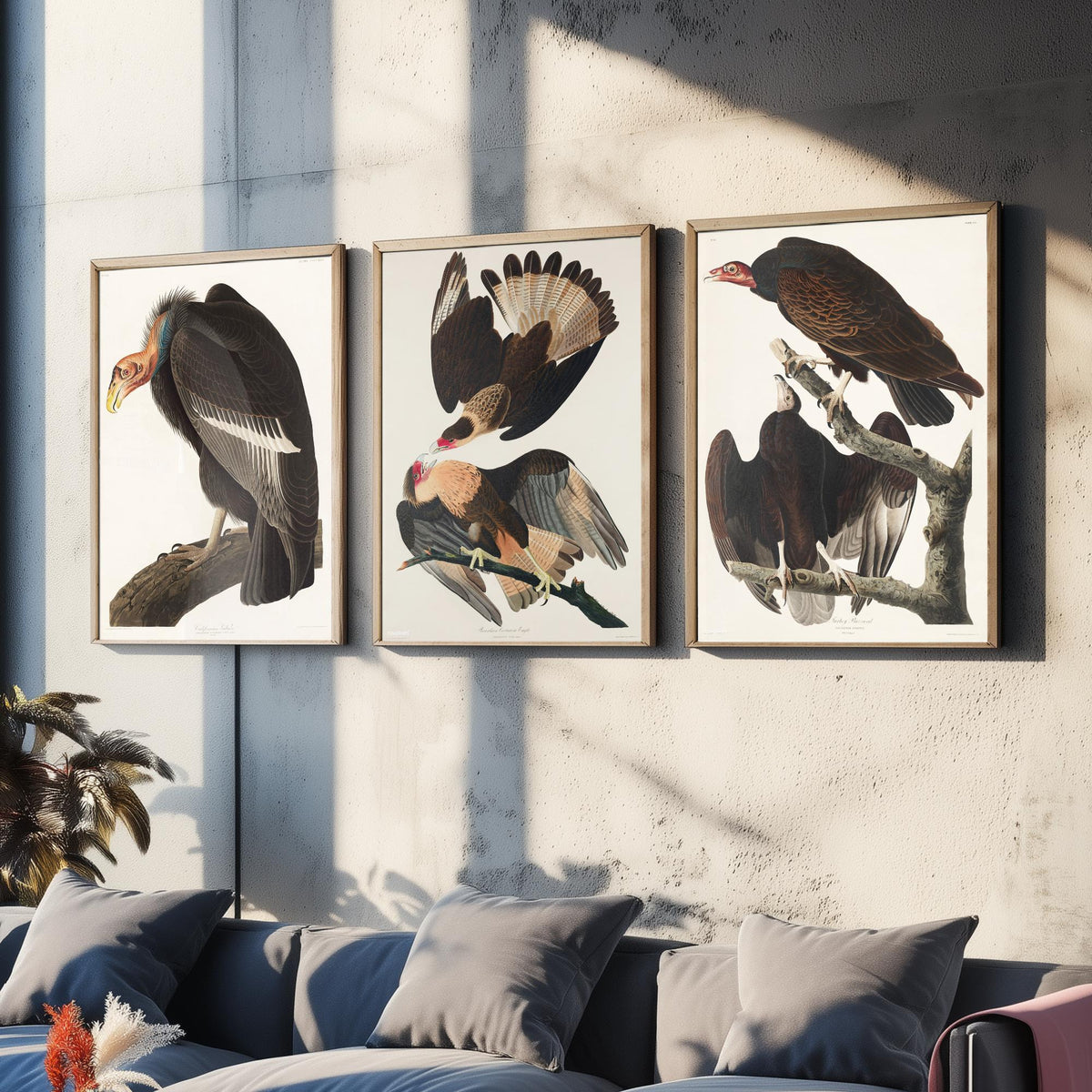 Set of Three John James Audubon Prints - California Vulture Caracara and Turkey Buzzard - 3 Bird Paintings Poster Wall Art