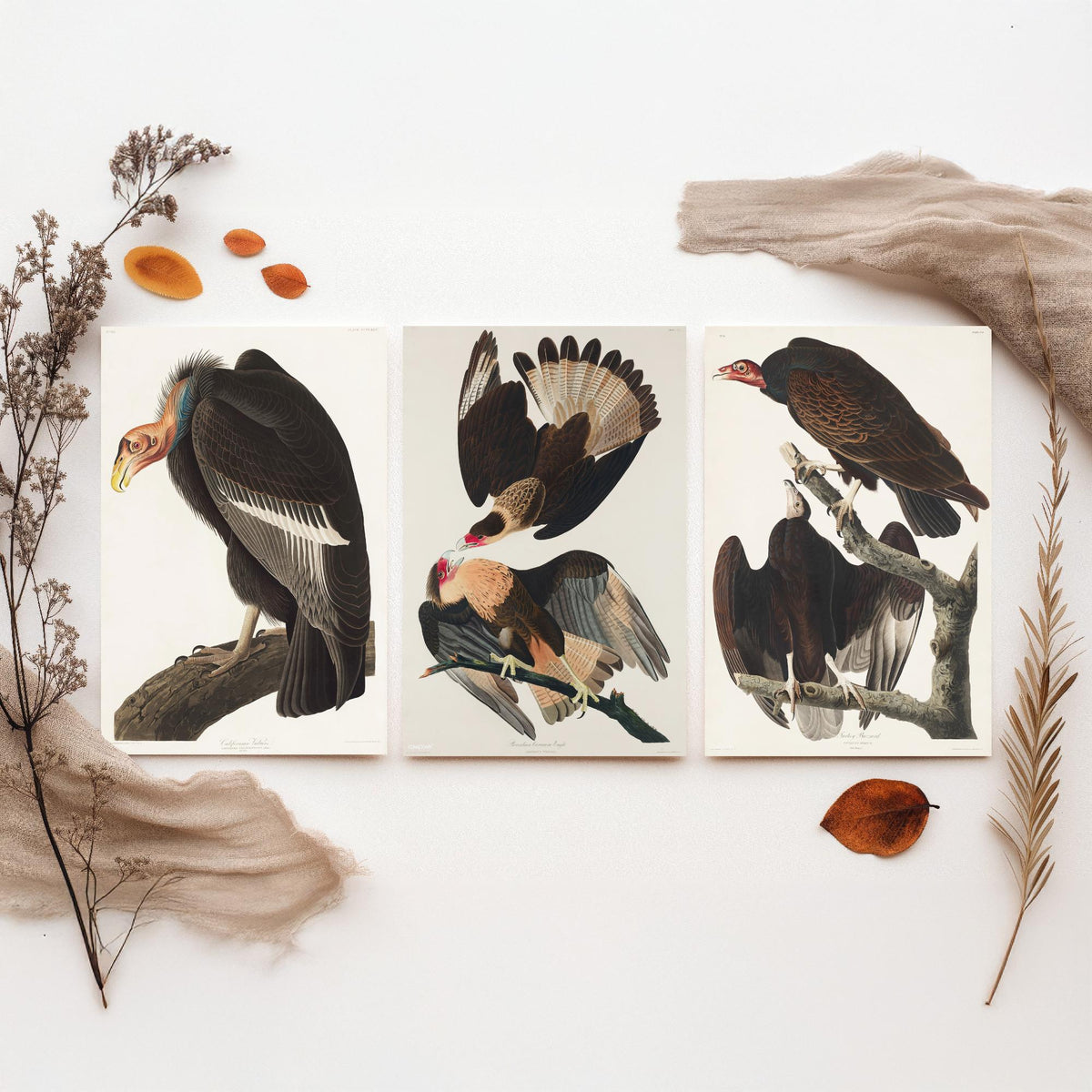 Set of Three John James Audubon Prints - California Vulture Caracara and Turkey Buzzard - 3 Bird Paintings Poster Wall Art