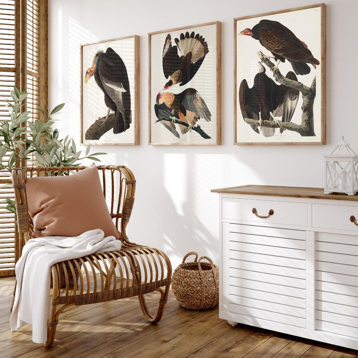 Set of Three John James Audubon Prints - California Vulture Caracara and Turkey Buzzard - 3 Bird Paintings Poster Wall Art