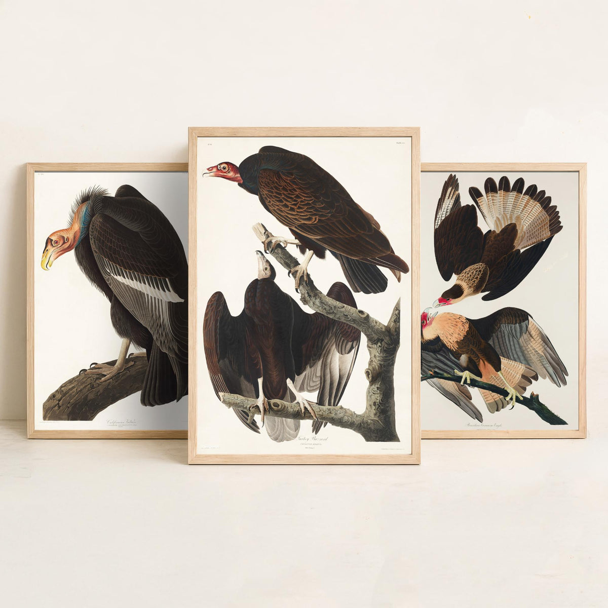 Set of Three John James Audubon Prints - California Vulture Caracara and Turkey Buzzard - 3 Bird Paintings Poster Wall Art