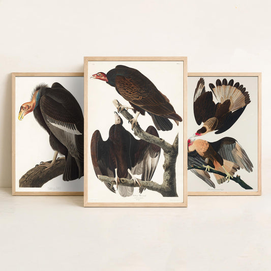 Set of Three John James Audubon Prints - California Vulture Caracara and Turkey Buzzard - 3 Bird Paintings Poster Wall Art