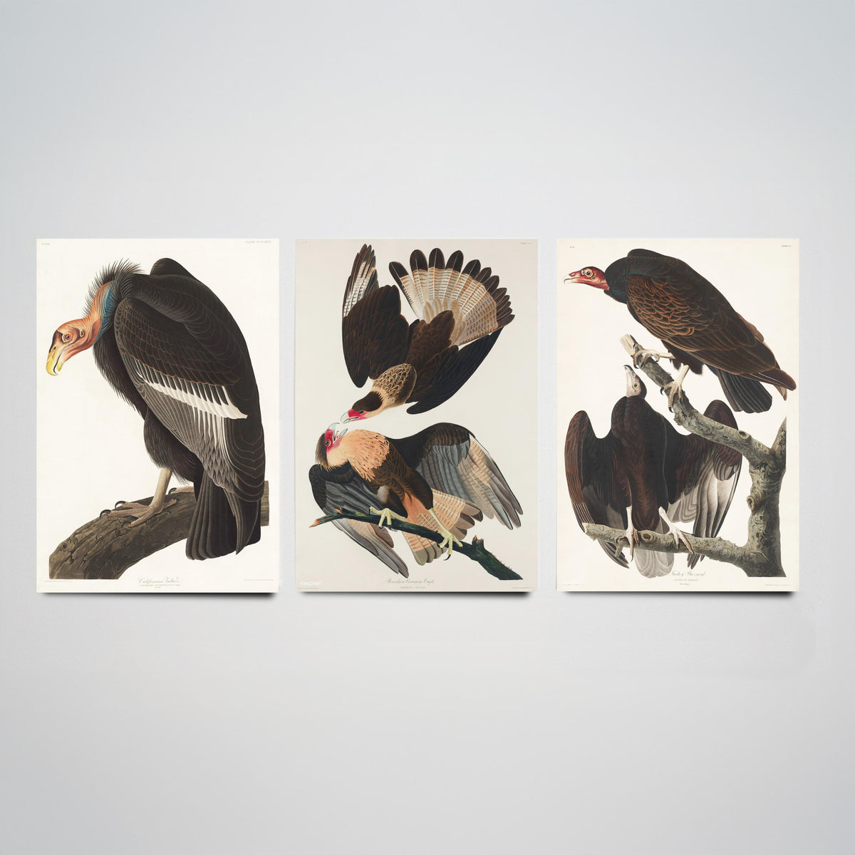 Set of Three John James Audubon Prints - California Vulture Caracara and Turkey Buzzard - 3 Bird Paintings Poster Wall Art