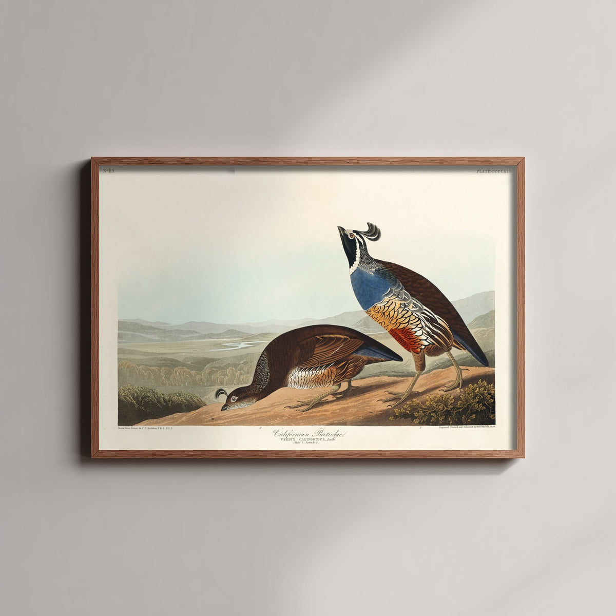 California Quail Art Print - John James Audubon Poster - Birds of America Vintage Illustration