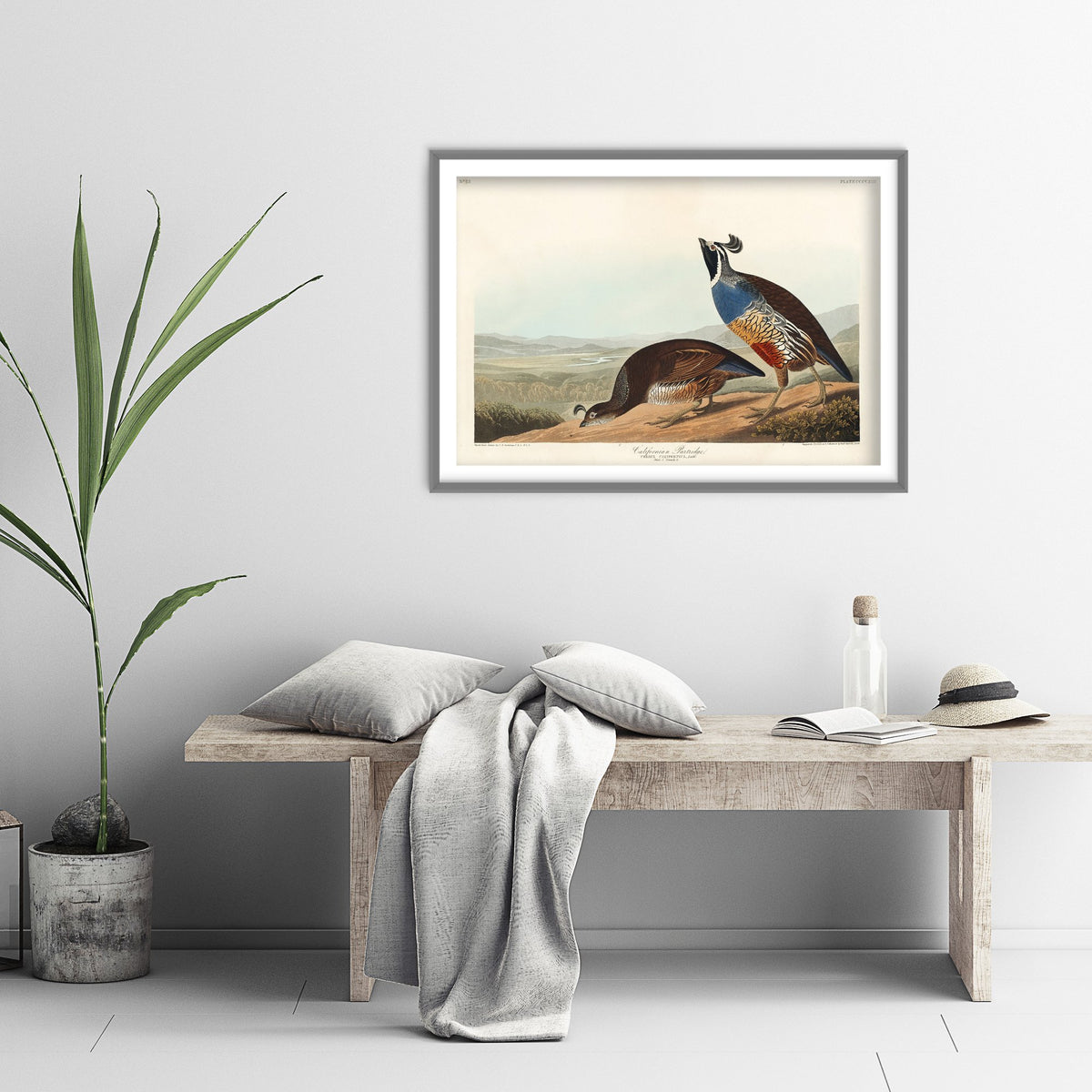 California Quail Art Print - John James Audubon Poster - Birds of America Vintage Illustration