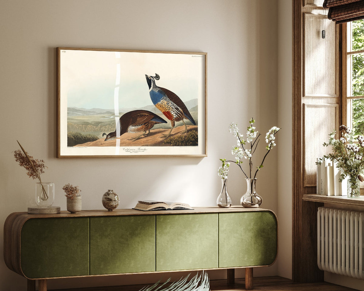 California Quail Art Print - John James Audubon Poster - Birds of America Vintage Illustration