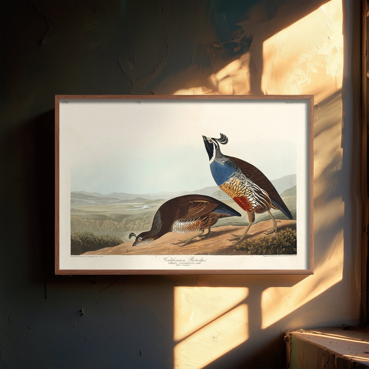California Quail Art Print - John James Audubon Poster - Birds of America Vintage Illustration