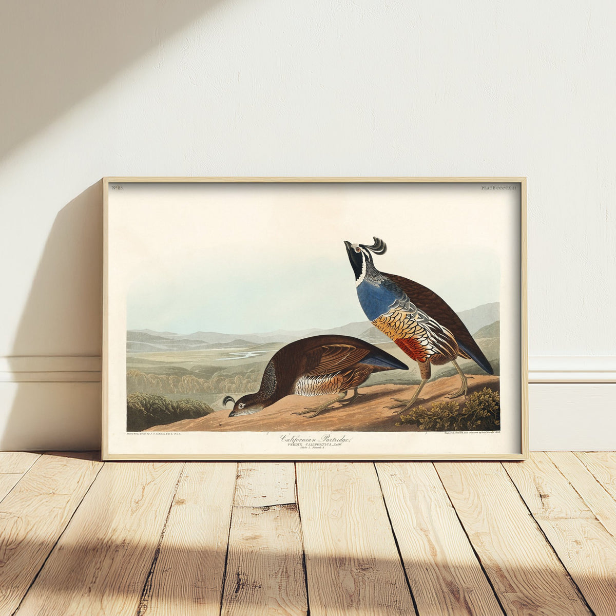 California Quail Art Print - John James Audubon Poster - Birds of America Vintage Illustration