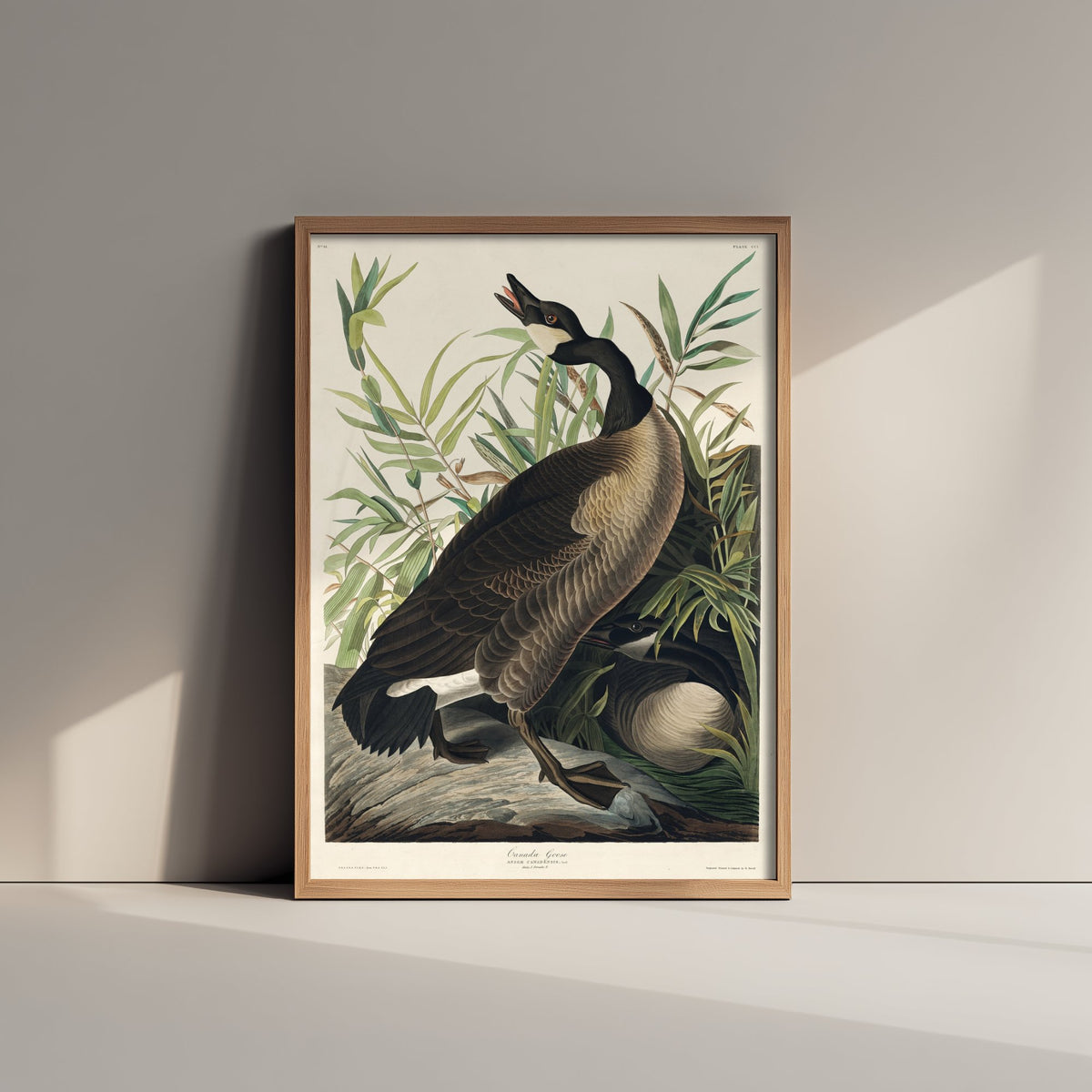 Canada Goose Art Print - John James Audubon Poster - Birds of America Vintage Illustration