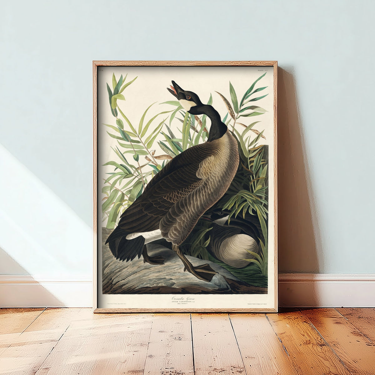 Canada Goose Art Print - John James Audubon Poster - Birds of America Vintage Illustration