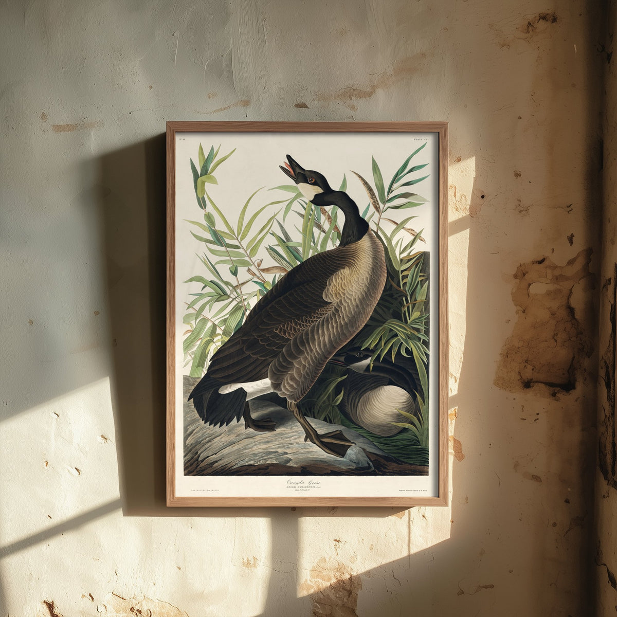 Canada Goose Art Print - John James Audubon Poster - Birds of America Vintage Illustration