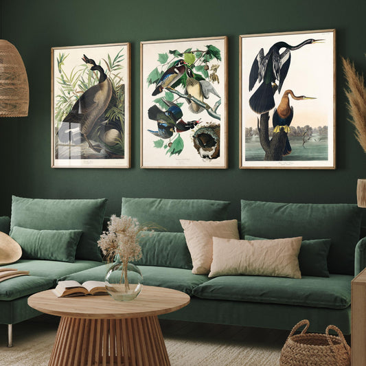 Set of Three John James Audubon Prints - Canada Goose Wood Duck and Black-bellied Darter - 3 Bird Paintings Poster Wall Art