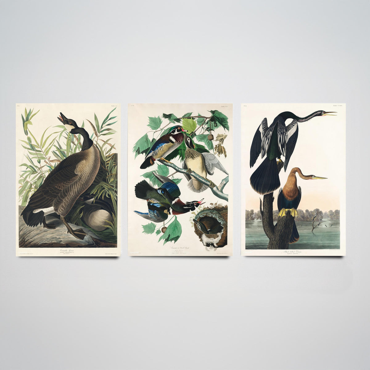 Set of Three John James Audubon Prints - Canada Goose Wood Duck and Black-bellied Darter - 3 Bird Paintings Poster Wall Art