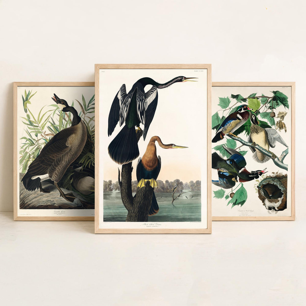 Set of Three John James Audubon Prints - Canada Goose Wood Duck and Black-bellied Darter - 3 Bird Paintings Poster Wall Art