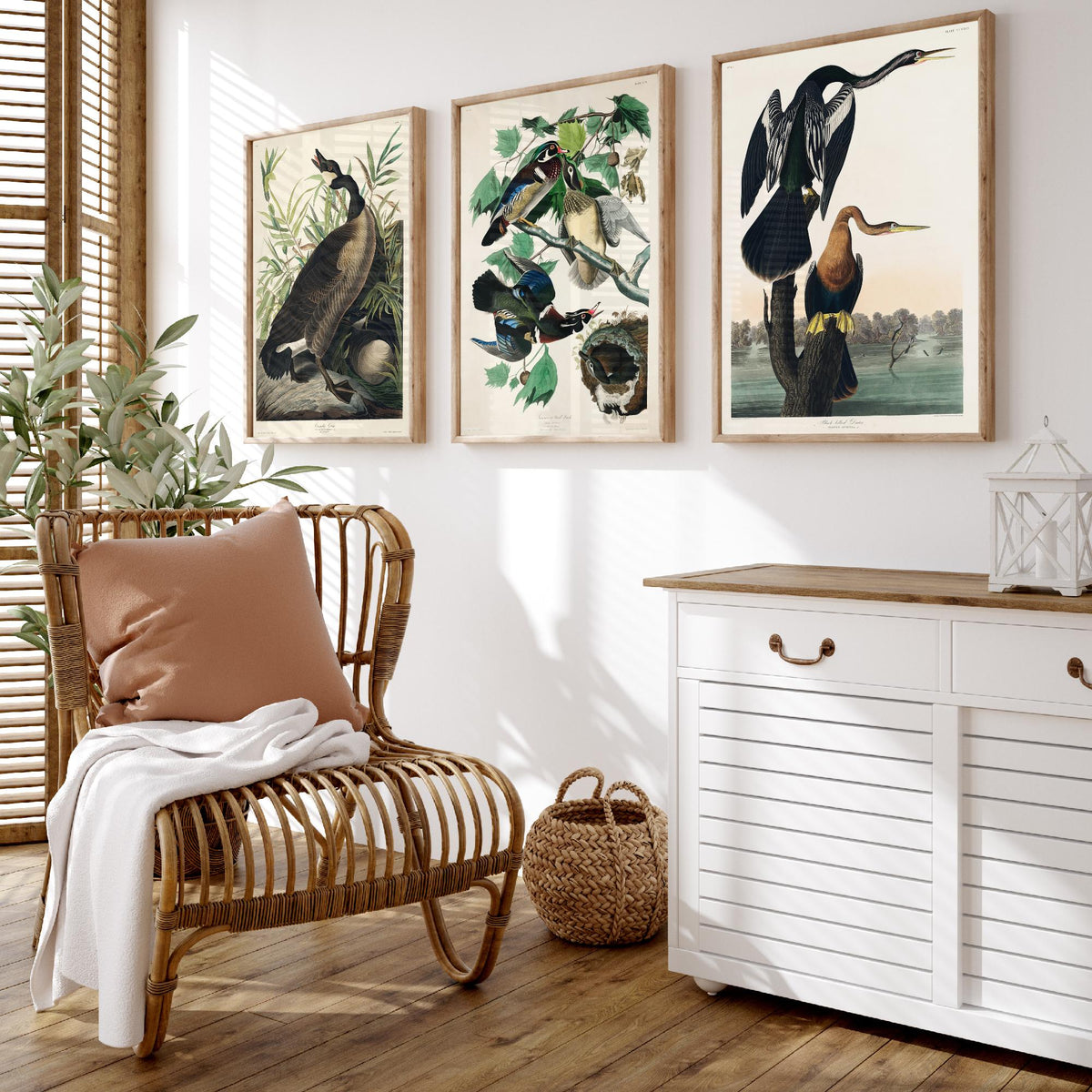 Set of Three John James Audubon Prints - Canada Goose Wood Duck and Black-bellied Darter - 3 Bird Paintings Poster Wall Art