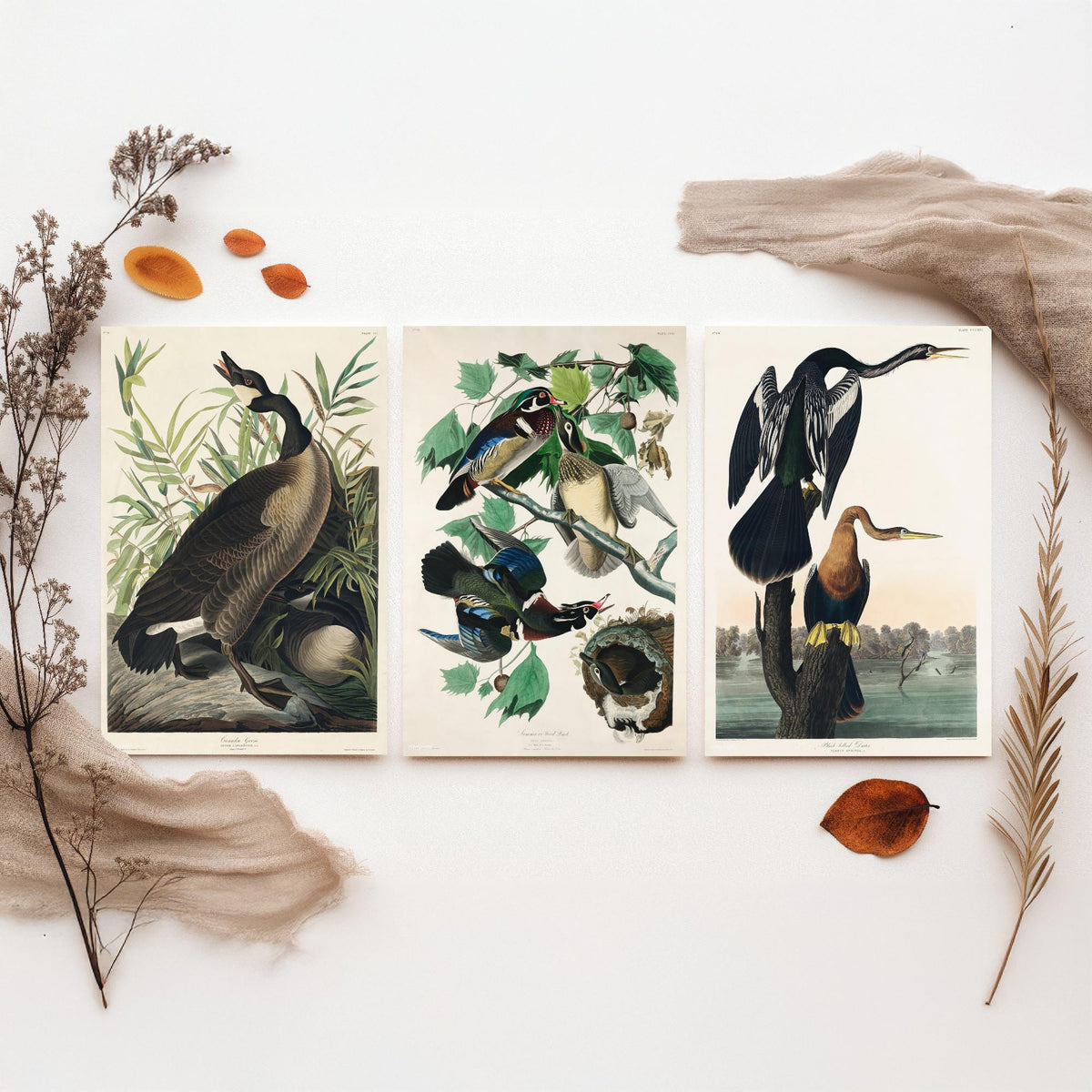 Set of Three John James Audubon Prints - Canada Goose Wood Duck and Black-bellied Darter - 3 Bird Paintings Poster Wall Art
