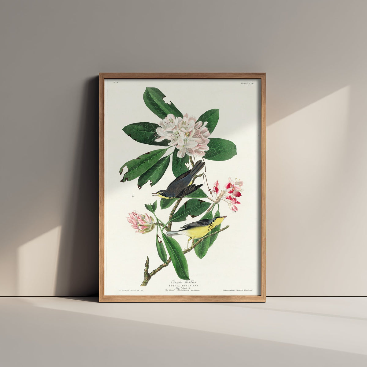 Canada Warbler Art Print - John James Audubon Poster - Birds of America Vintage Illustration