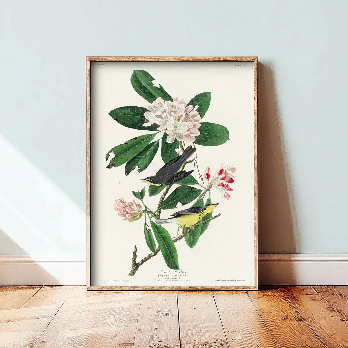 Canada Warbler Art Print - John James Audubon Poster - Birds of America Vintage Illustration