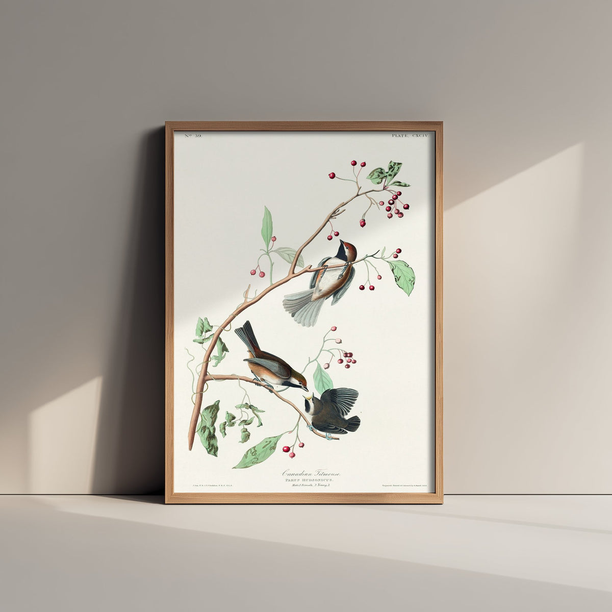 Boreal Chickadee Art Print - John James Audubon Poster - Birds of America Vintage Illustration