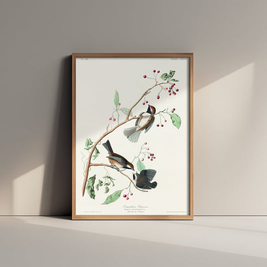 Boreal Chickadee Art Print - John James Audubon Poster - Birds of America Vintage Illustration