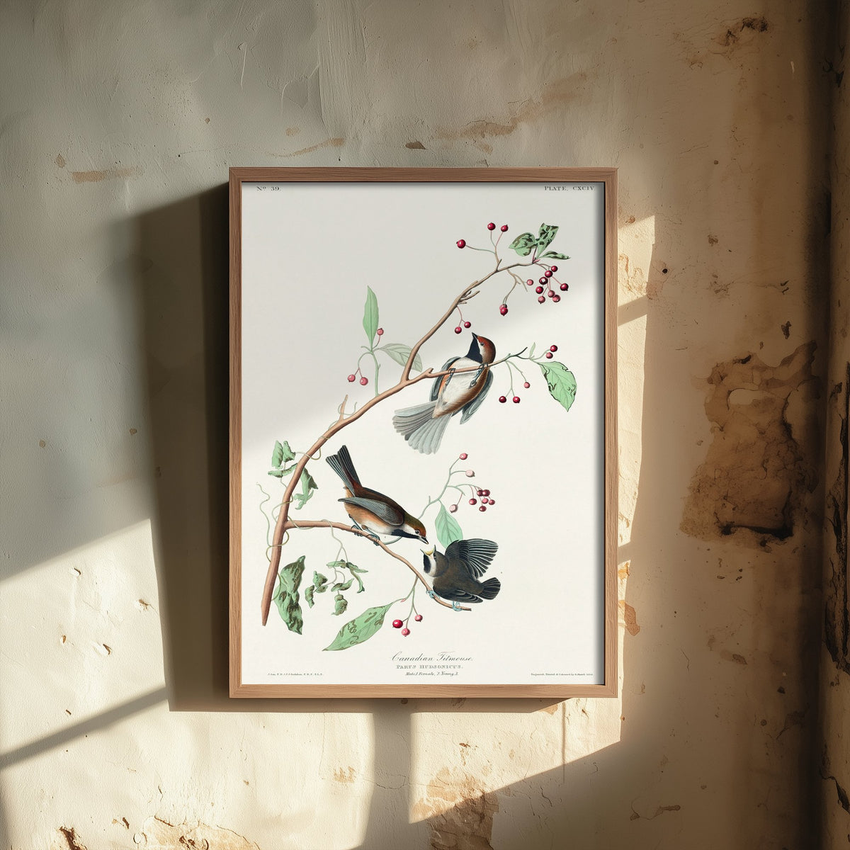 Boreal Chickadee Art Print - John James Audubon Poster - Birds of America Vintage Illustration