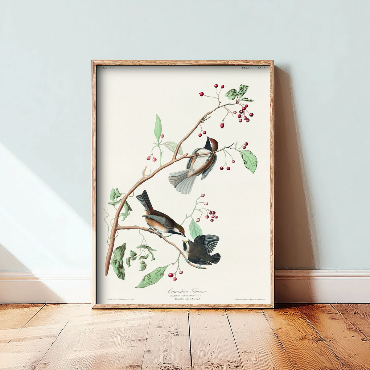 Boreal Chickadee Art Print - John James Audubon Poster - Birds of America Vintage Illustration