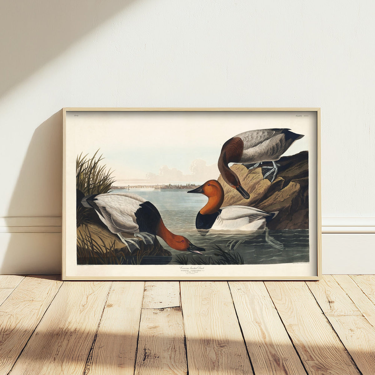 Canvasback Duck Art Print - John James Audubon Poster - Birds of America Vintage Illustration