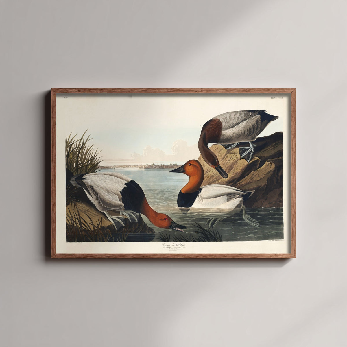 Canvasback Duck Art Print - John James Audubon Poster - Birds of America Vintage Illustration