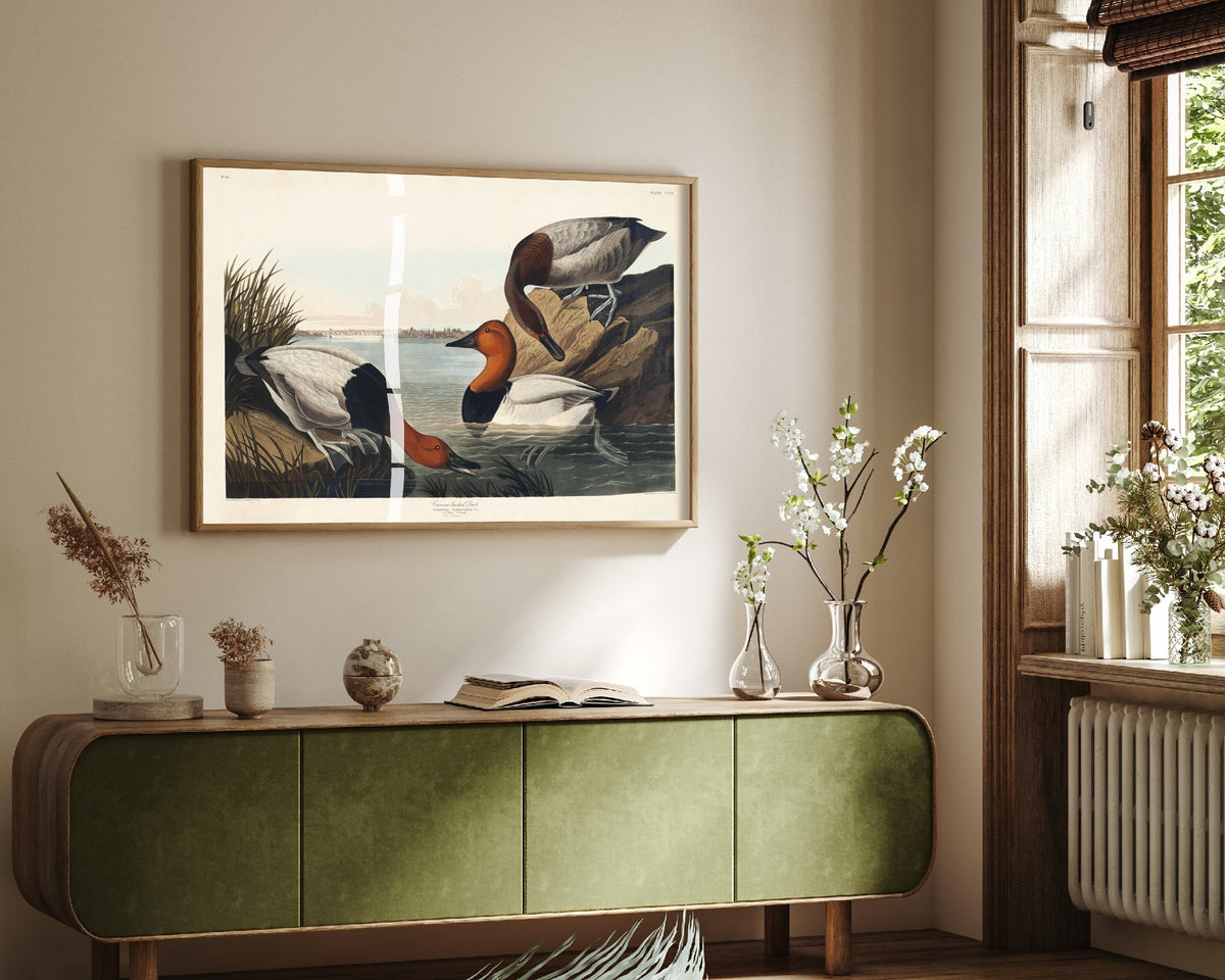 Canvasback Duck Art Print - John James Audubon Poster - Birds of America Vintage Illustration