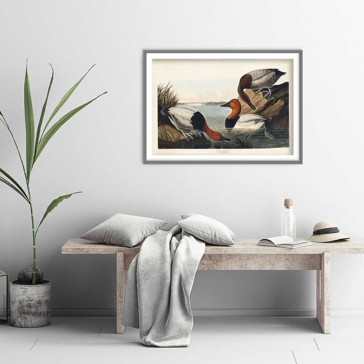 Canvasback Duck Art Print - John James Audubon Poster - Birds of America Vintage Illustration