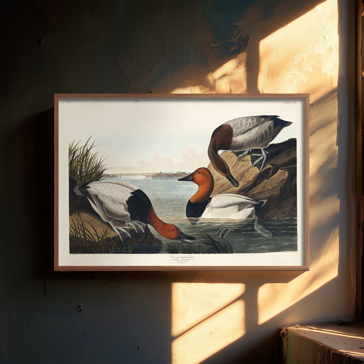Canvasback Duck Art Print - John James Audubon Poster - Birds of America Vintage Illustration