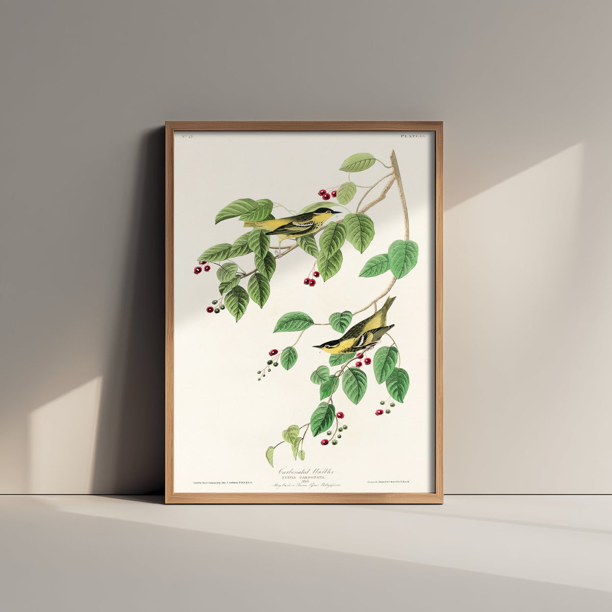 Carbonated Warbler Art Print - John James Audubon Poster - Birds of America Vintage Illustration