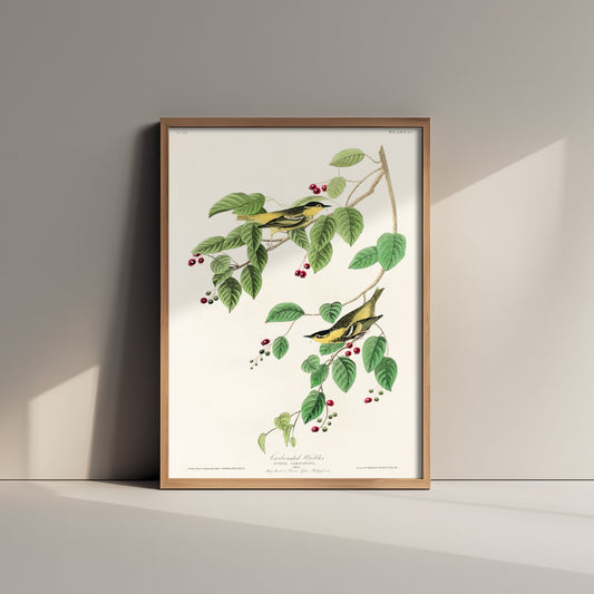 Carbonated Warbler Art Print - John James Audubon Poster - Birds of America Vintage Illustration