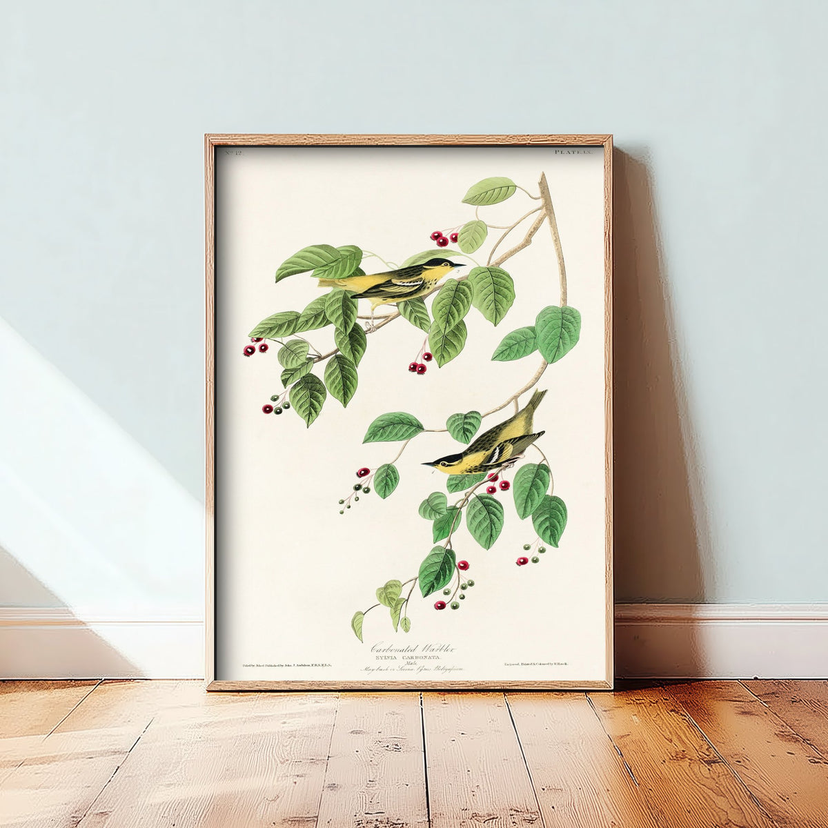 Carbonated Warbler Art Print - John James Audubon Poster - Birds of America Vintage Illustration